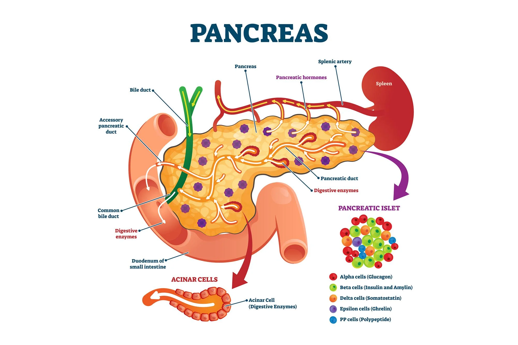 Cellules bêta du pancréas et production d'insuline