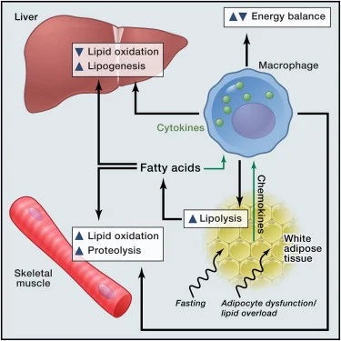 Diagramme détaillé des mécanismes de résistance à l'insuline