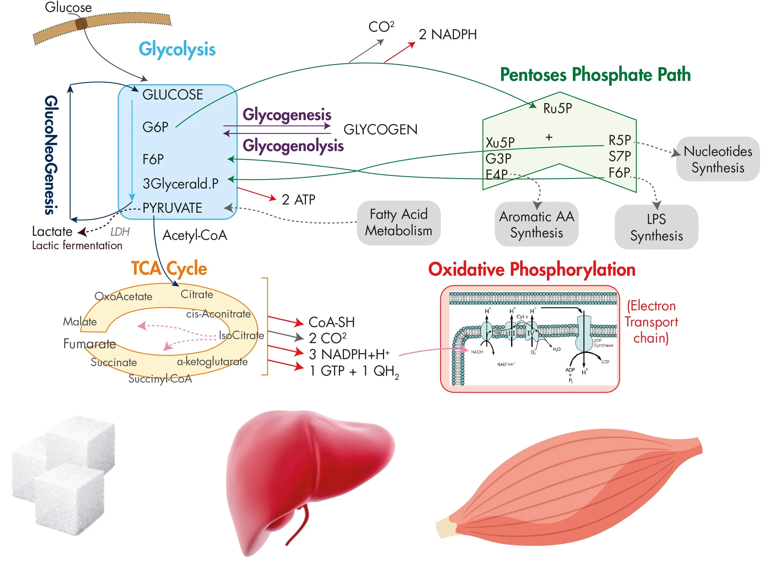Métabolisme du glucose et symptômes associés